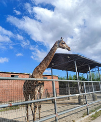 [����]ȥ����԰��С����¹��С����¹Ҫ������ܳ���Ҷ