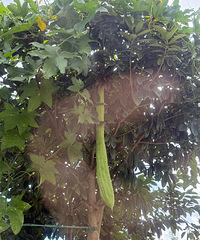 һ��˿�����Ͷ��Բ��������û