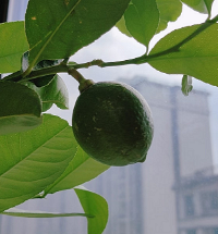 ��������Ĺ���