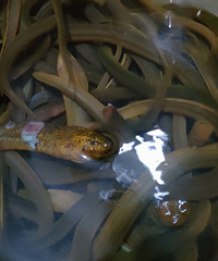 һ����ץ��