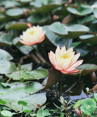 89������Ů���������������첻���ޣ�û����������