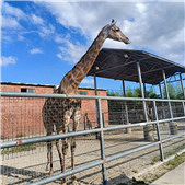 ��С����¹