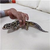 ��Ѫ�����ع�