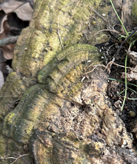 ����Ұ����֥��