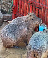 ����ȥ�ٺ��棬���ܳ�û������ȥ������һ�¸о�����