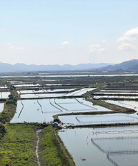 ����йѹ������������ĺ�����壬��������ֳ�����