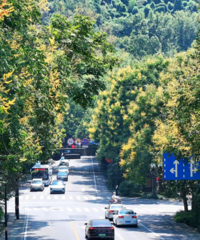 �����£�̨�硰���ᡱֹͣ��ţ��㽭δ������38��39��40��