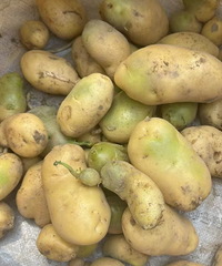 ������Ƥ���ܳ���