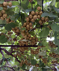 ����һҹ֮�䣬⨺��ұ�͵����֮һ��͵���Ķ�����һ����