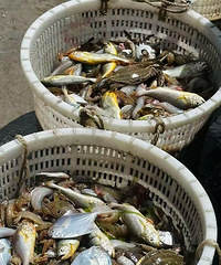 �������������������Ƚ�����Ȥ