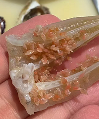 ����ֶ��ģ��ƿ����������飬���ᶯ���������У�����̨���˰���