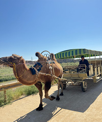 ��2025�μǡ�����-�ڸ���ɳĮ-ɳ��ͷ-��Խ���