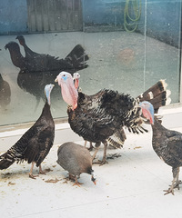 [�μ�]����Ժ����᮵�����Ұ����ֲ��԰�ʺϴ���һ����