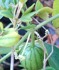 �����µ�����