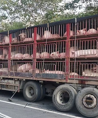 5���ӽ�����������̨�����Ԯ���ڹ�������������300ͷ������