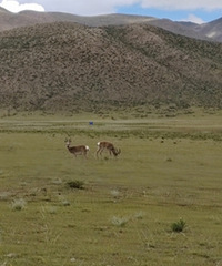 ���Ǵ����˸�ԭ����Ұ����������Ϣ��