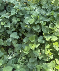 300Ԫ/������߲˻��ˣ���ǰ��������ι������