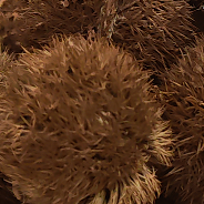 ̫������