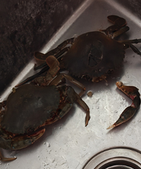 ��з�Ͻ�����