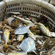 �����������Ȥ