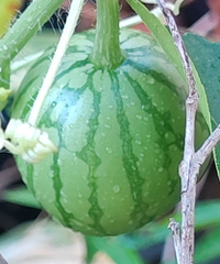 �����µ�����