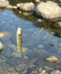 ���ҵġ�С�ɾӡ�ץ��