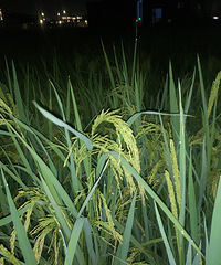 �����԰�ĵ��ӿ�����