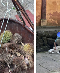 ��ɽ�����޵�����