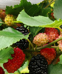 �����ɣ�