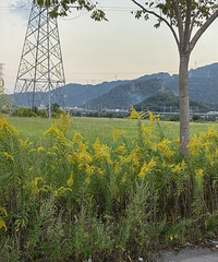 �����Ϫ�����Ҵ�һ֧�ƻ���ʢ����