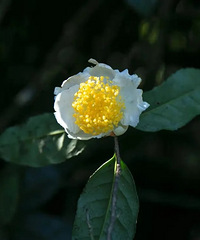 ��������е���֣���������С���ֿ�����