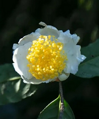 �������̫����