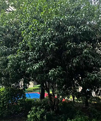 ���̨꣬�ݹ𻨻���������