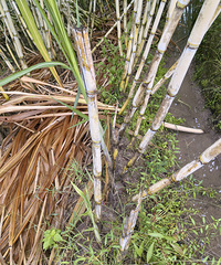 ե�ǵĸ��ᱻ͵������������������