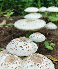 ��ЩҰ�h�����Գ��𣿲˵��ﳤ�˺ö�