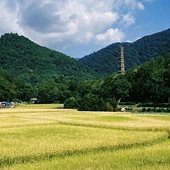 �����ɹ�����