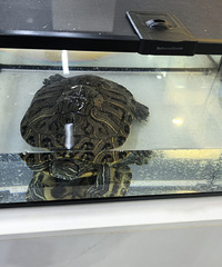 ����ݣ��ҿ����ͼ�Ƥ����Ҫ������