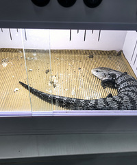 ����ݣ��ҿ����ͼ�Ƥ����Ҫ������