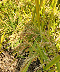 �еĳ��е��棬С�𳵣����ӣ���������