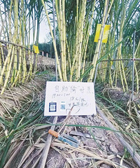 �㽭һ����͵���ᡱ�سɴ򿨵㣬�ϰ�������ҹ���飬���տ�6000��