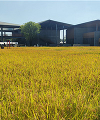 �����ٲ��˿�����