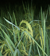 ��԰�ĵ��ӿ�����