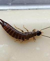 ����ʲô����