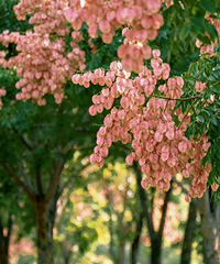 �ٺ������������޶�����