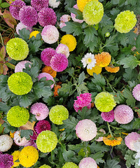 �ջ�չΪ������Ʊ�������𴲣�����7��25�ֳɹ������԰