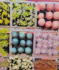 �ջ�չ�����ĺ���