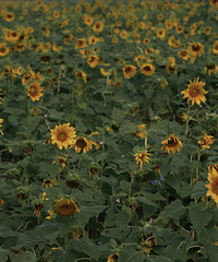 ����Ȧ����һ��ֲ��ר����ŭ���꽹��