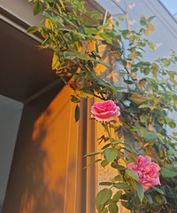 �ż���¶̨��԰���հ�