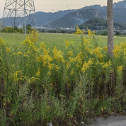 һ֧�ƻ���ʢ����