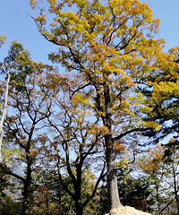 ������ɫ